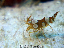 Hello...
A squad shrimp..... by Lütfi Tanrıöver 